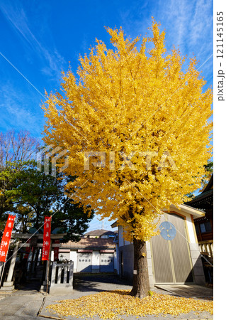尾久八幡神社の銀杏の木の紅葉　黄葉 121145165