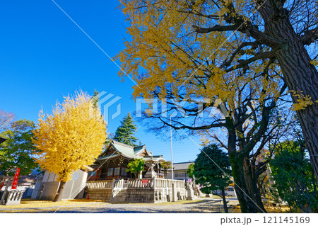 尾久八幡神社の銀杏の木の紅葉 黄葉 尾久八幡神社の銀杏の木の紅葉 黄葉 121145169
