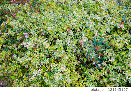 アベリア　宮前公園 121145197