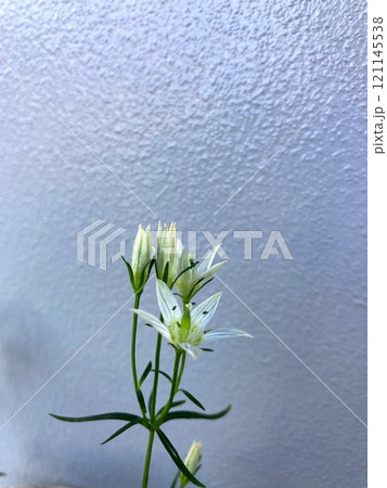 可憐で控えめに咲くセンブリの花 121145538