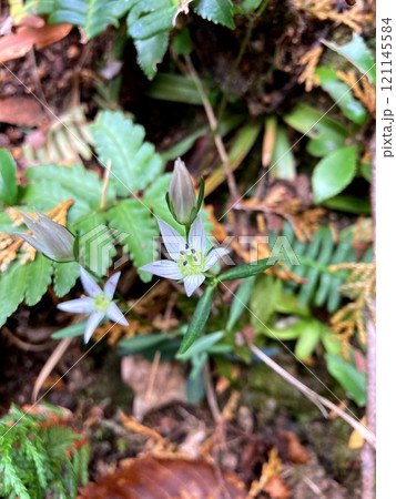 山中で可憐に咲くセンブリの花 山中で可憐に咲くセンブリの花 121145584