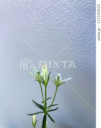 可憐で控えめに咲くセンブリの花 可憐で控えめに咲くセンブリの花 121145628