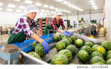 Woman working on watermelons sorting line in fruit warehouse Woman working on watermelons sorting line in fruit warehouse 121146388