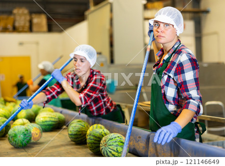 Woman working on watermelons sorting line in fruit warehouse Woman working on watermelons sorting line in fruit warehouse 121146649