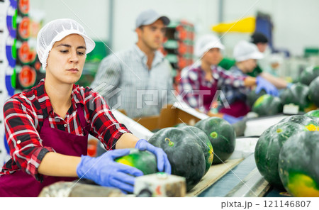 Hispanic woman working on watermelons sorting line in fruit warehouse 121146807