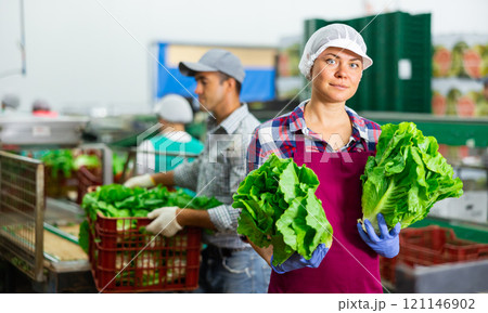 Smiling woman vegetable factory worker with lettuce 121146902