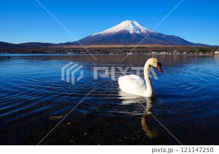 富士山と白鳥 富士山と白鳥 121147250