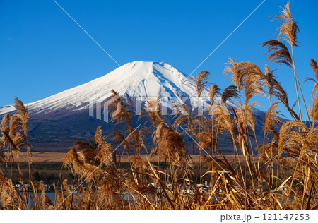 ススキと富士山 ススキと富士山 121147253