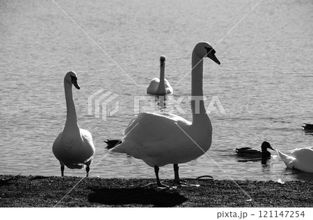 白鳥のいる風景 121147254