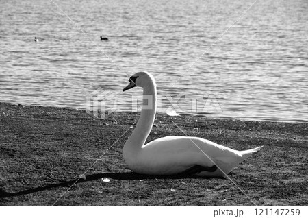 白鳥のいる水辺 121147259