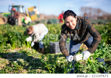 Female agriculturist collecting celery vegetable field 121147673