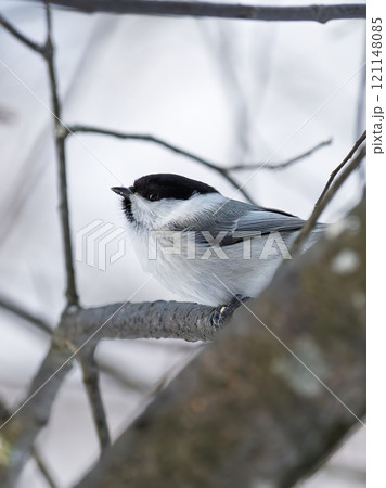 Profile portrait of a Willow tit. A bird perching on a tree trunk 121148085