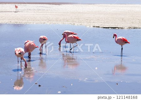 Laguna Hedionda flamingos, Bolivia 121148168