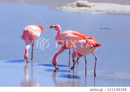 Laguna Hedionda flamingos, Bolivia Laguna Hedionda flamingos, Bolivia 121148169