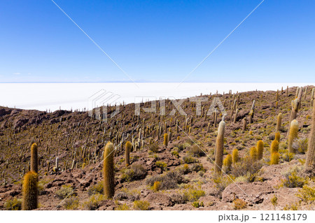 Salar de Uyuni view from Isla Incahuasi Salar de Uyuni view from Isla Incahuasi 121148179
