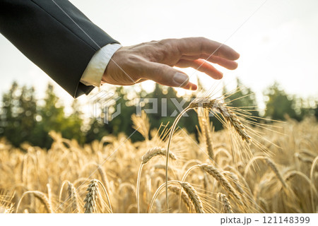 Businessman or environmentalist holding a palm of his hand above an ear of ripe golden wheat 121148399