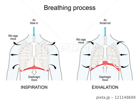 Breathing. Lungs and Diaphragm functions 121148689