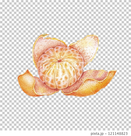 Peeled mandarin watercolor. Set of mandarin fruit design elements. Ripe orange watercolor. Orange fruit vitamin. Food illustration . juice citrus menu 121148823