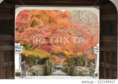 宇治興聖寺の秋　山門から臨む琴坂のモミジ 121149417