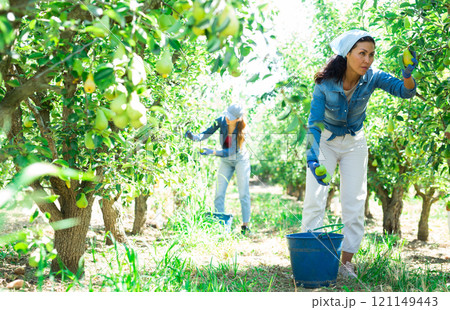 Women picking pears in fruit garden 121149443
