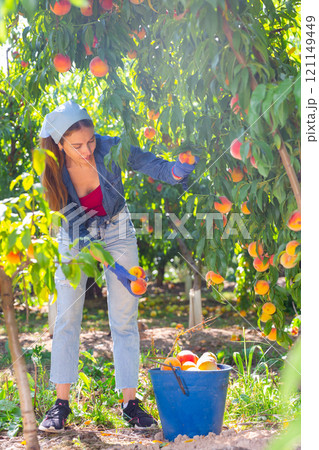 Woman harvesting peaches 121149449