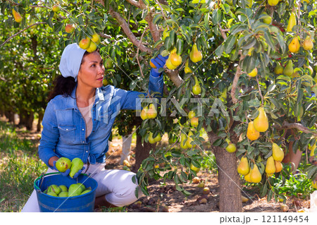 Woman picking pears in garden 121149454