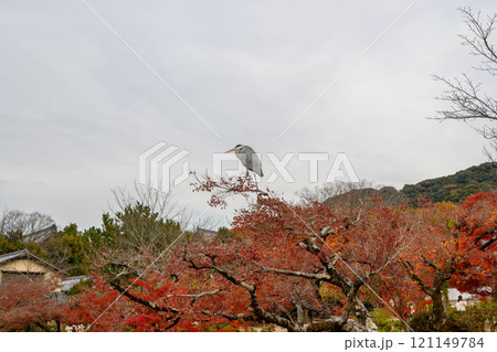 秋の京都。祇園、八坂神社・円山公園の紅葉 121149784