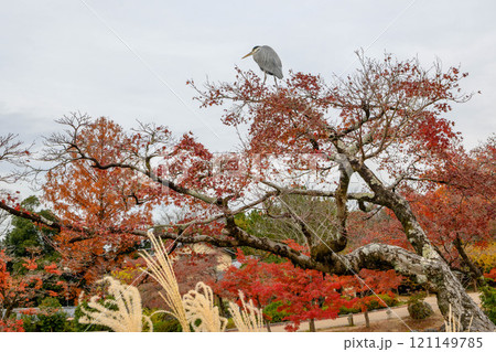 秋の京都。祇園、八坂神社・円山公園の紅葉 121149785