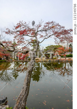 秋の京都。祇園、八坂神社・円山公園の紅葉 121149786