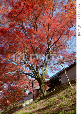 曼殊院　外壁と紅葉　京都市左京区 121149995
