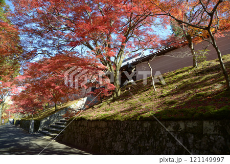 曼殊院　外壁と紅葉　京都市左京区 121149997