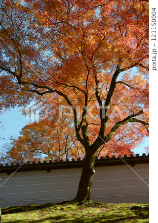 曼殊院 外壁と紅葉 京都市左京区 曼殊院 外壁と紅葉 京都市左京区 121150004