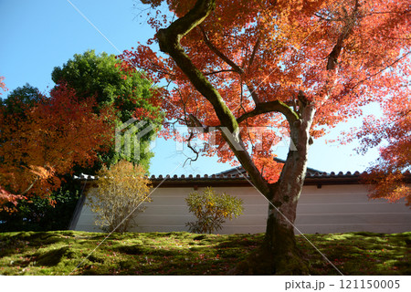 曼殊院　外壁と紅葉　京都市左京区 121150005