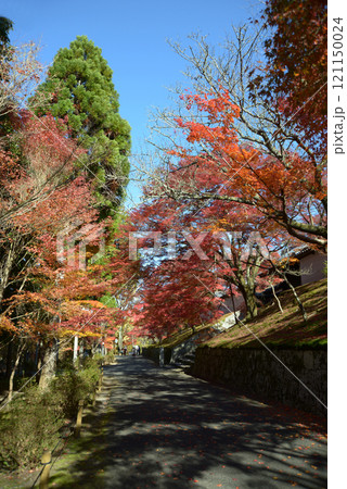 曼殊院　紅葉の参道　京都市左京区 121150024