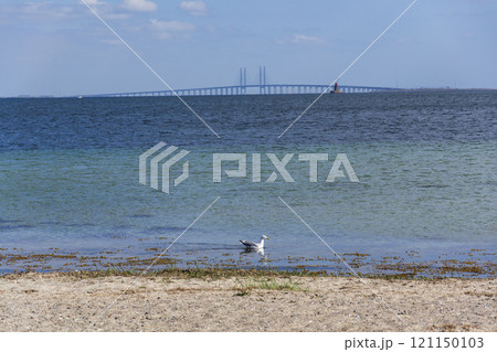 Oresund bridge seen from Amager beach park, Copenhagen, Denmark, sunny day Oresund bridge seen from Amager beach park, Copenhagen, Denmark, sunny day 121150103