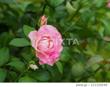 ローズガーデン 121150249