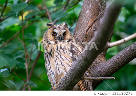 木の枝にとまってあたりの様子を伺っているトラフズク 木の枝にとまってあたりの様子を伺っているトラフズク 121150279
