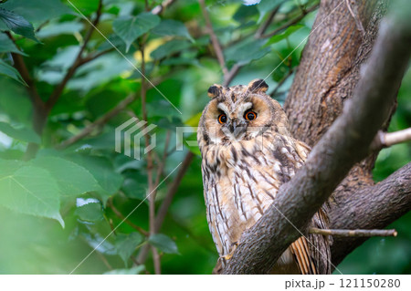 木の枝にとまってあたりの様子を伺っているトラフズク 木の枝にとまってあたりの様子を伺っているトラフズク 121150280