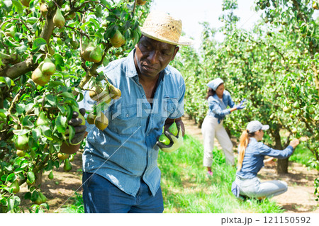 Afro american farmer in straw hat picking fresh pears Afro american farmer in straw hat picking fresh pears 121150592