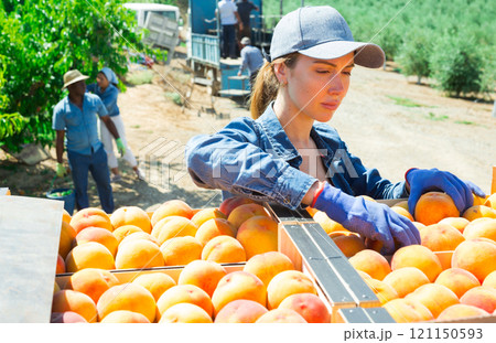 Young woman putting harvested peaches in boxes in garden 121150593