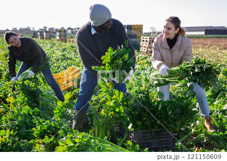 Portrait of international team of farmers on celery plantation on day during harvest 121150609