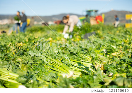 Abundance of harvested celery on vegetable plantation 121150610