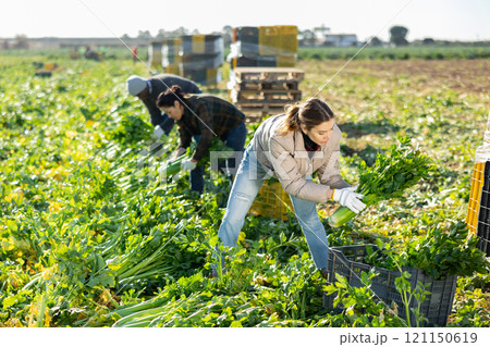 Positive farmers harvesting celery together in field 121150619