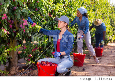 Young female gardener harvesting ripe red plums Young female gardener harvesting ripe red plums 121150633
