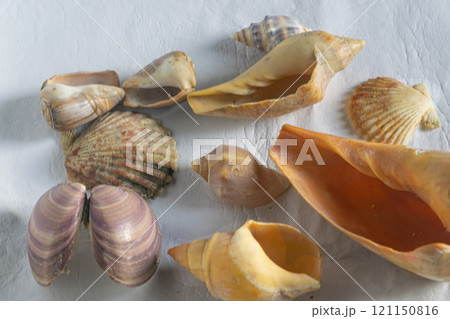 Shellfish empty shells on the table  121150816