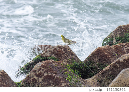 磯でひと休みしているアオバト 磯でひと休みしているアオバト 121150861