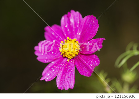 Purple cosmos flower in the green garden Purple cosmos flower in the green garden 121150930