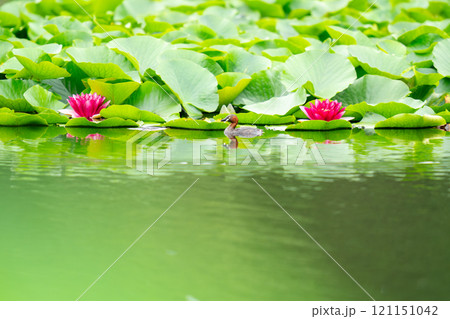 睡蓮の花が咲く池の水面を漂うカイツブリ 121151042