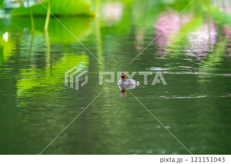 蓮池の水面を漂うカイツブリ 蓮池の水面を漂うカイツブリ 121151043