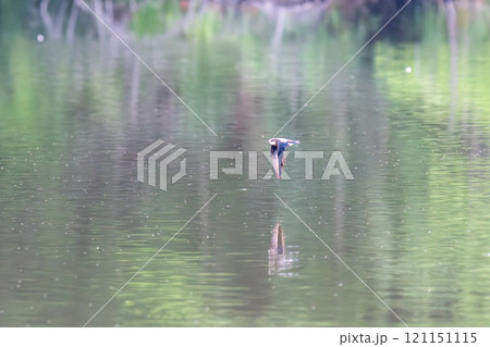 水面近くを飛翔するハリオアマツバメ 121151115
